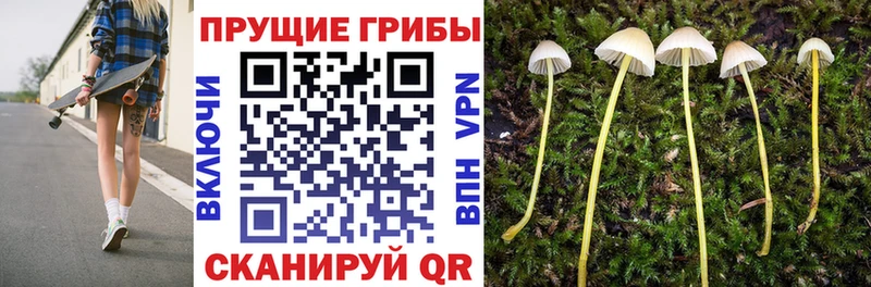 Псилоцибиновые грибы GOLDEN TEACHER  Воткинск 